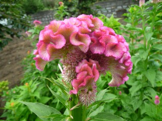 e0046477_20394482.jpg