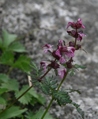 c0144185_15594573.jpg