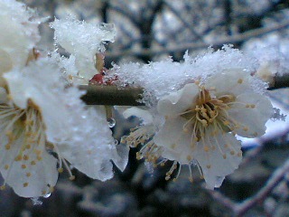 c0074025_1441259.jpg