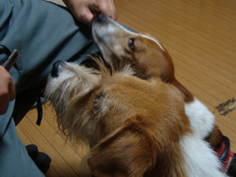 c0086746_753263.jpg