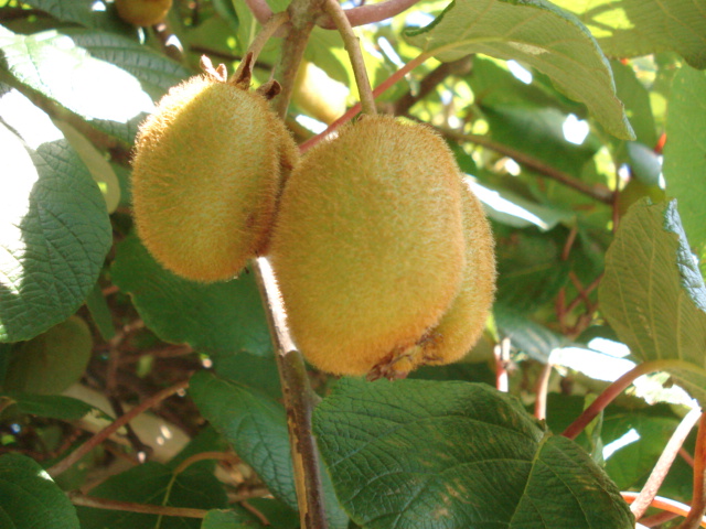 f0132565_857317.jpg