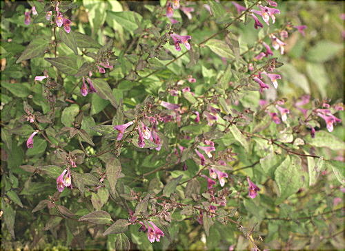 f0181173_9193739.jpg