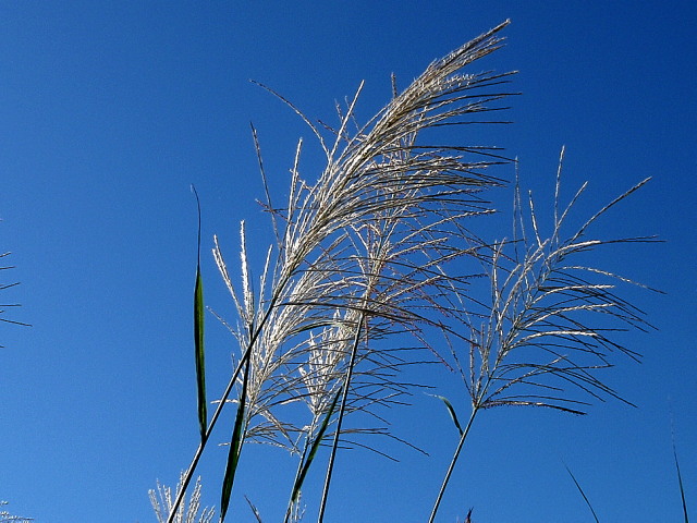 a0007388_932880.jpg