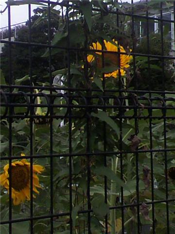 f0189791_20161.jpg