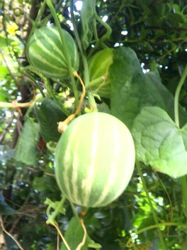 e0083097_22314046.jpg