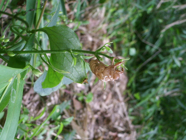 e0025300_139293.jpg
