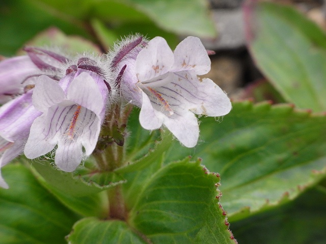 f0157901_12164441.jpg