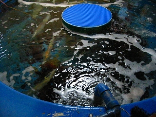 e0170313_8384144.jpg