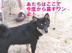 c0185516_912127.jpg