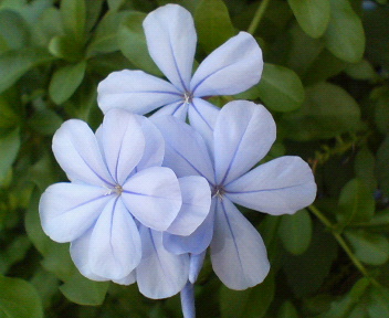 f0036223_11481521.jpg