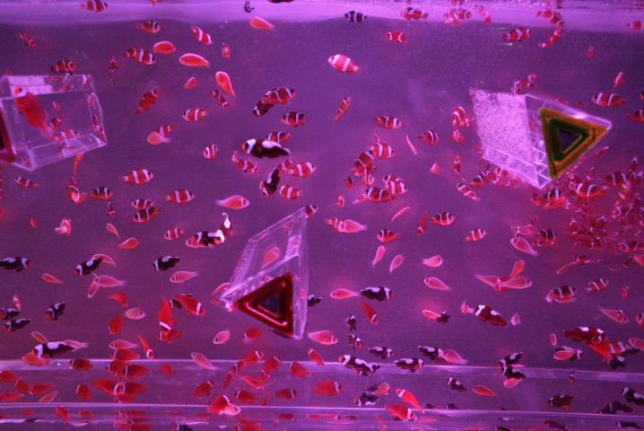 f0055228_1963291.jpg