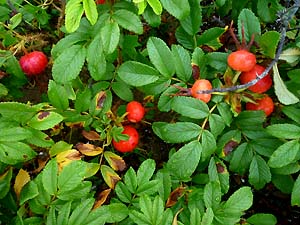 c0019338_22544210.jpg