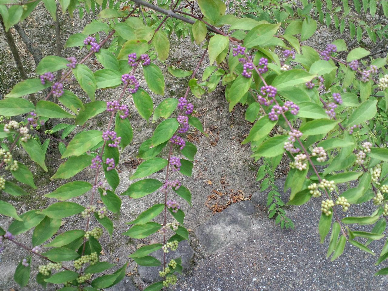b0076739_0314662.jpg