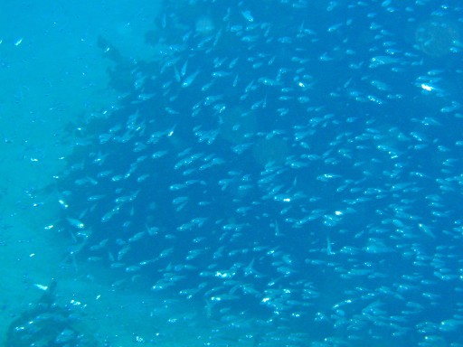 e0065350_14049.jpg