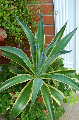 e0025655_6154782.jpg