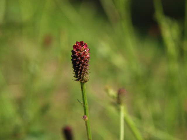 e0184558_9381410.jpg