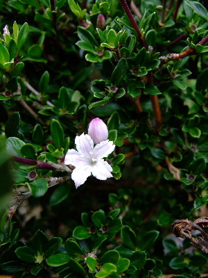 d0102664_1284467.jpg
