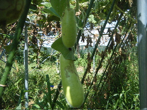 b0079965_6302434.jpg