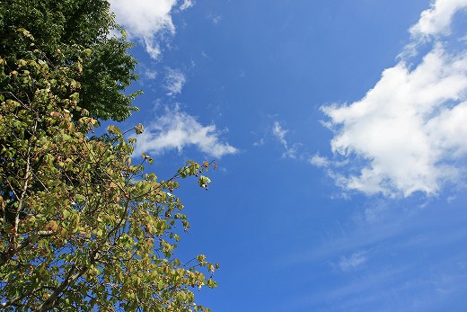 e0190885_19371810.jpg