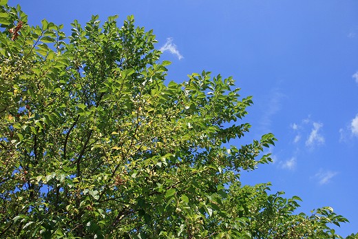 e0190885_19381160.jpg