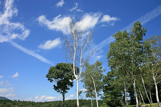 e0190885_19391497.jpg