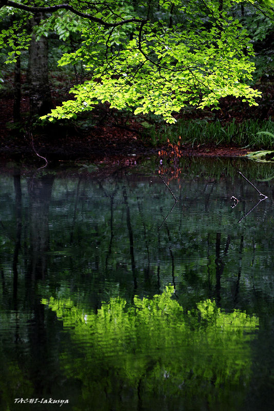 d0027893_20151770.jpg