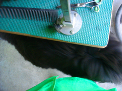 e0005603_182368.jpg