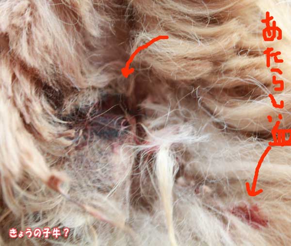 f0203423_12591178.jpg