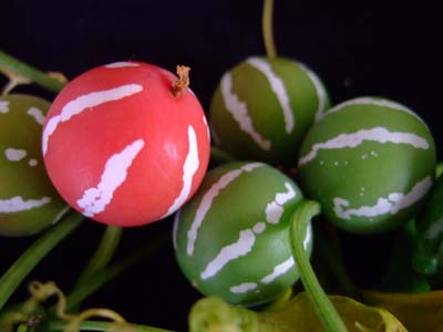 f0147025_220117.jpg