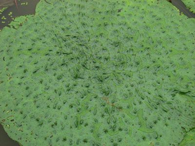 d0143739_133960.jpg