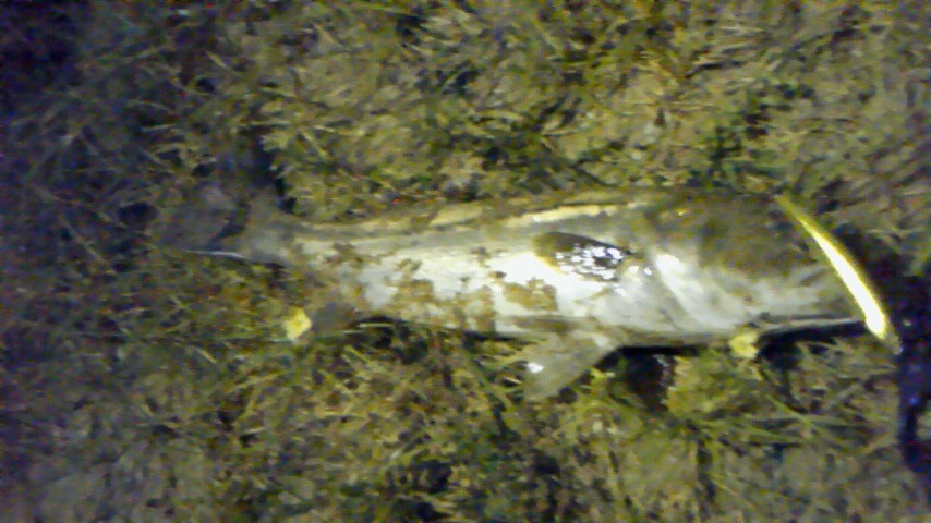 c0019951_2231638.jpg
