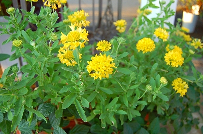 e0025655_540229.jpg