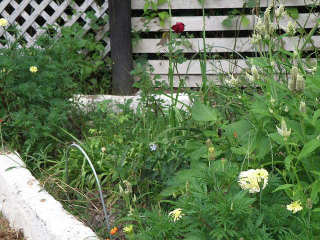 e0184558_9464782.jpg