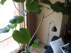 c0153259_20323413.jpg