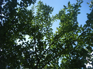 b0079965_6162643.jpg