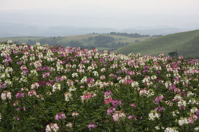 c0152779_2325061.jpg