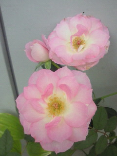 e0175288_10382032.jpg