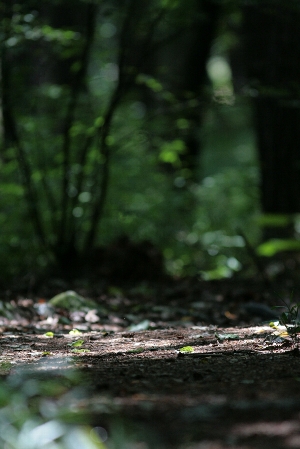 d0133693_610475.jpg