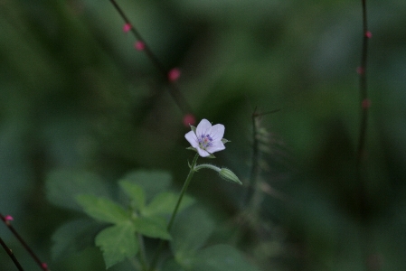 d0133693_694917.jpg