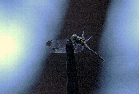 d0133693_76284.jpg