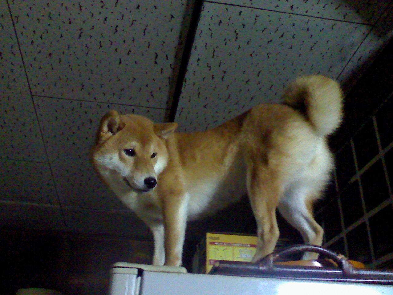 a0133999_22554461.jpg