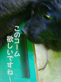 e0005603_725835.jpg