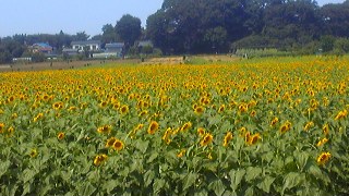 c0033521_20324635.jpg