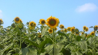 c0033521_20324669.jpg