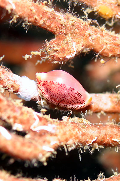 b0044726_1152328.jpg