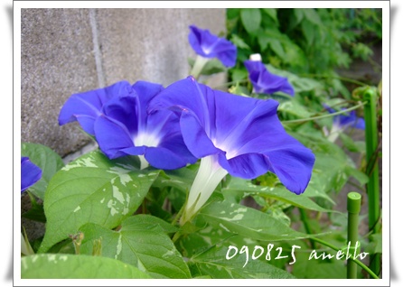 朝顔