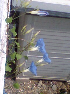 c0011446_12352797.jpg