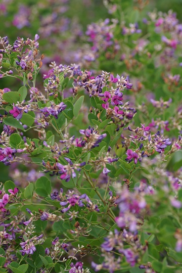 e0054067_0531465.jpg