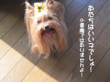 a0105570_1351128.jpg
