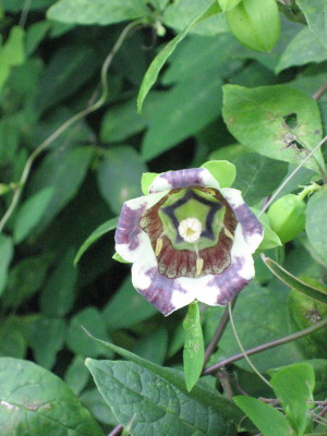 c0105786_17563593.jpg
